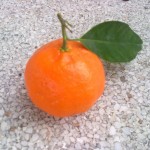 Mandarina clementina