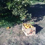 Caja de Naranjas de 15 kg